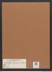 Navicula cotiformis Grun. (de-Toni-Nr.: Genus 1, Species 35) Zeichnungen Sammlung Grunow Mappe 00027 (Herbarium_W_Grunow_drawings_Folder_00027)